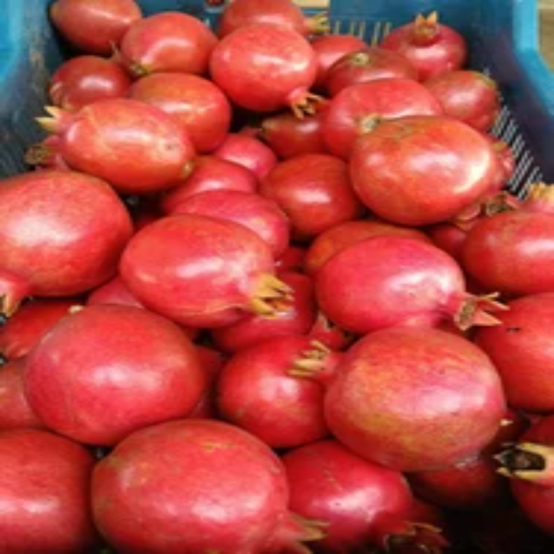 Shop Dwarf Pomegranate Plant – Supplier Dubai